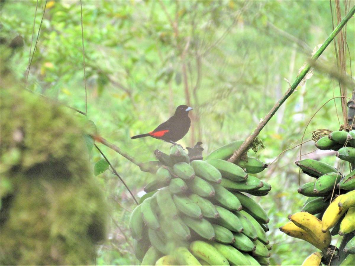 Posada Rio Celeste La Amistad Екстериор снимка